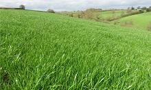 Plenty of grass in mid Devon